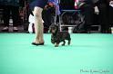 Crufts2011_2 858